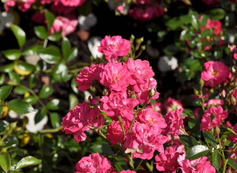 Rosa 'Fairy Queen' ® BDR - Bodendeckende Rose 'Fairy Queen' ®