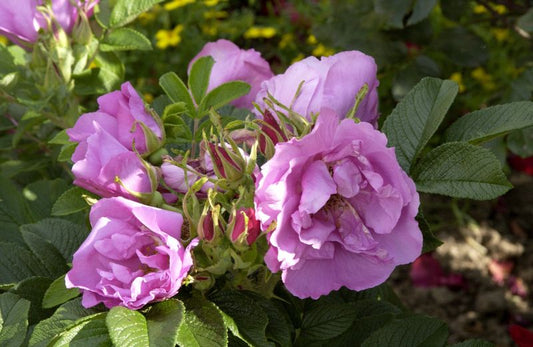Rosa rugosa 'Foxi' ® BDR - Bodendeckende Rose 'Foxi' ®