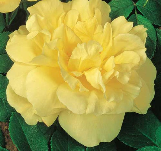 Rosa 'Gelbe Dagmar Hastrup' ® BDR - Bodendeckende Rose 'Gelbe Dagmar Hastrup' ®