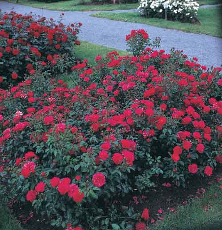 Rosa 'Heidekind' ® BDR - Bodendeckende Rose 'Heidekind' ®