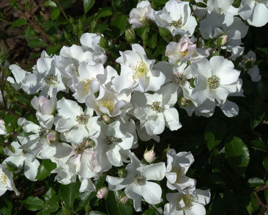 Rosa 'Heideschnee' BDR - Bodendeckende Rose 'Heideschnee'