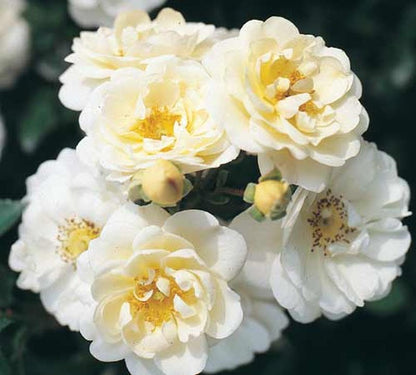 Rosa 'Heidesommer' ® BDR - Bodendeckende Rose 'Heidesommer' ®