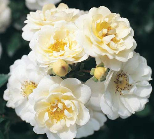 Rosa 'Heidesommer' ® BDR - Bodendeckende Rose 'Heidesommer' ®