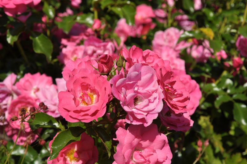 Rosa 'Heidetraum' ® BDR - Bodendeckende Rose 'Heidetraum' ® ADR-Rose