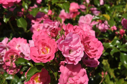 Rosa 'Heidetraum' ® BDR - Bodendeckende Rose 'Heidetraum' ® ADR-Rose