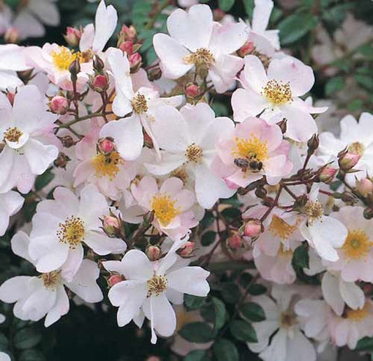 Rosa 'Immensee' ® BDR - Bodendeckende Rose 'Immensee' ®