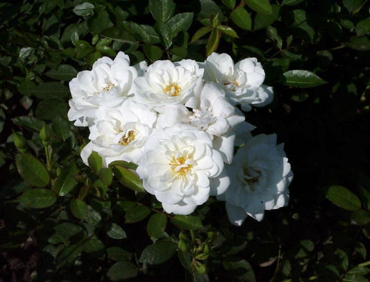 Rosa 'Kent' ® BDR - Bodendeckende Rose 'Kent' ®