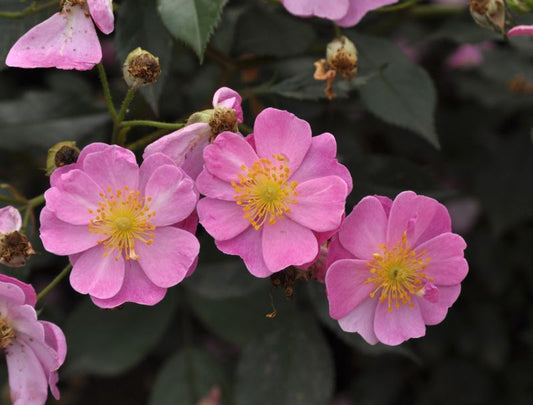 Rosa 'Lavender Dream' ® BDR - Bodendeckende Rose 'Lavender Dream' ®