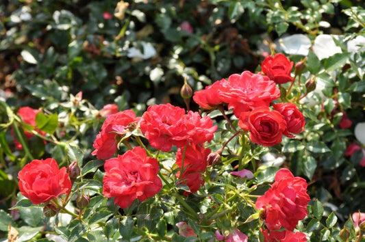 Rosa 'Limesglut' ® BDR - Bodendeckende Rose 'Limesglut' ® ADR-Rose