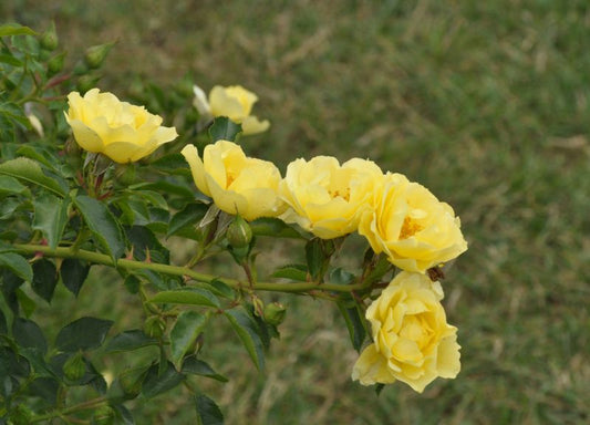Rosa 'Limesgold' ® BDR - Bodendeckende Rose 'Limesgold' ®