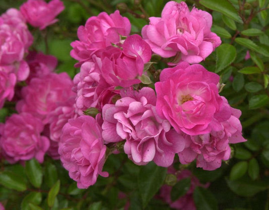 Rosa 'Lovely Fairy' ® BDR - Bodendeckende Rose 'Lovely Fairy' ®