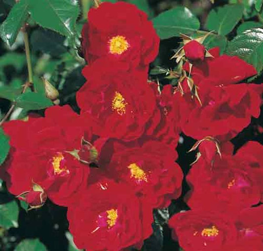 Rosa 'Mainaufeuer' ® BDR - Bodendeckende Rose 'Mainaufeuer' ®
