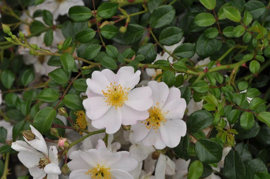 Rosa 'Medeo' ® BDR - Bodendeckende Rose 'Medeo' ® ADR-Rose