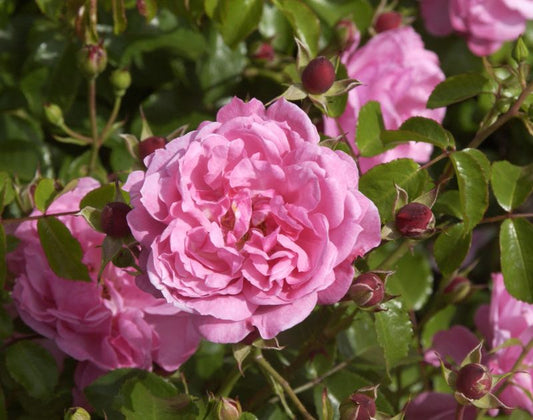 Rosa 'Medusa' ® BDR - Bodendeckende Rose 'Medusa' ® ADR-Rose