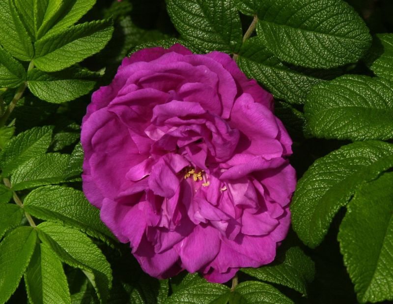 Rosa 'Moje Hammarberg' BDR - Bodendeckende Rose 'Moje Hammarberg'