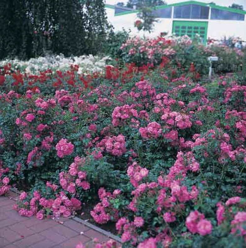 Rosa 'Palmengarten Frankfurt' ® BDR - Bodendeckende Rose 'Palmengarten Frankfurt' ® ADR-Rose