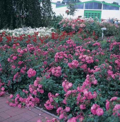 Rosa 'Palmengarten Frankfurt' ® BDR - Bodendeckende Rose 'Palmengarten Frankfurt' ® ADR-Rose