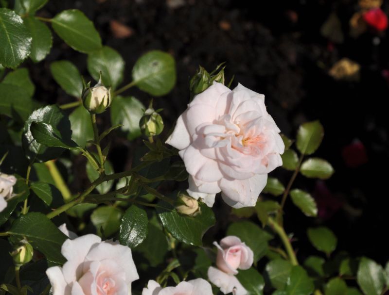 Rosa 'Pearl Mirato' ® BDR - Bodendeckende Rose 'Pearl Mirato' ®