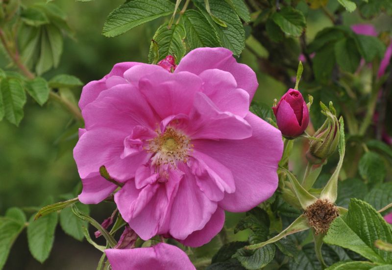Rosa rugosa 'Pierette' ® BDR - Bodendeckende Rose 'Pierette' ®