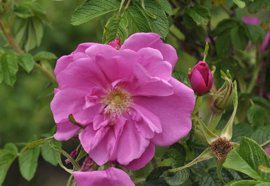 Rosa rugosa 'Pierette' ® BDR - Bodendeckende Rose 'Pierette' ®