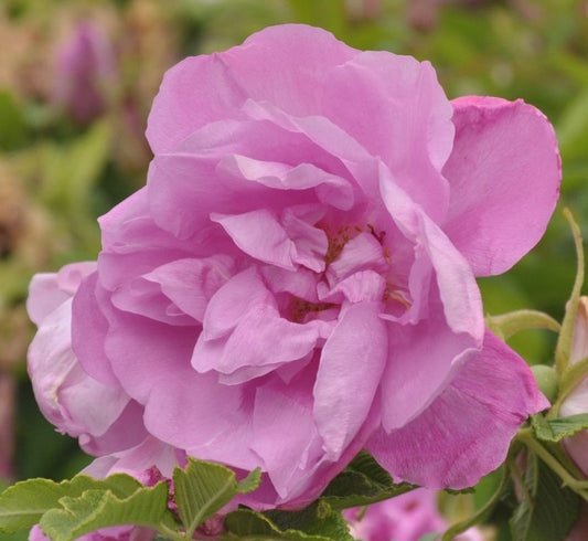 Rosa 'Pink Roadrunner' ® BDR - Bodendeckende Rose 'Pink Roadrunner' ®