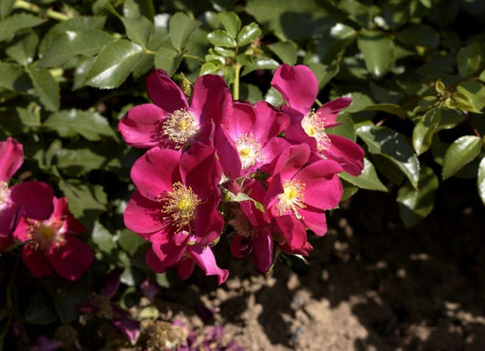 Rosa 'Purple Haze' ® BDR - Bodendeckende Rose 'Purple Haze' ®
