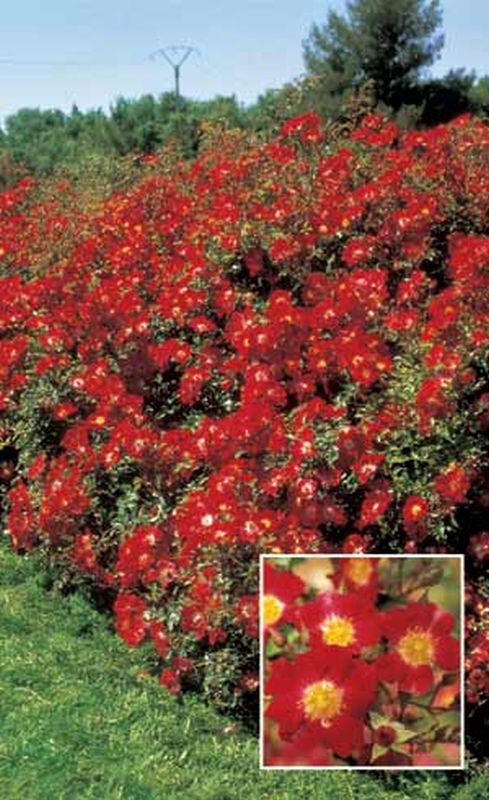 Rosa 'Red Meidiland' ® BDR - Bodendeckende Rose 'Red Meidiland' ®