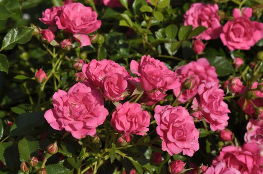 Rosa 'Rody' ® BDR - Bodendeckende Rose 'Rody' ®