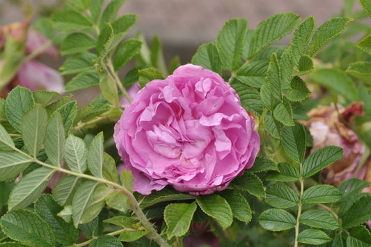 Rosa 'Romantic Roadrunner' ® BDR - Bodendeckende Rose 'Romantic Roadrunner' ®