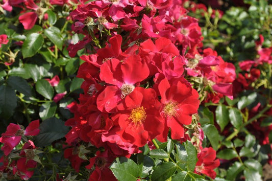 Rosa 'Royal Bassino' ® BDR - Bodendeckende Rose 'Royal Bassino' ®