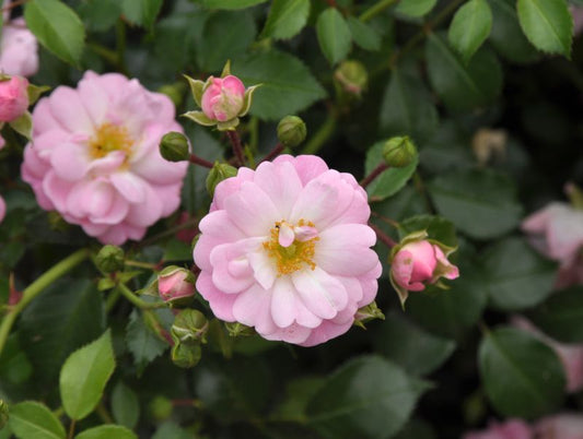 Rosa 'Satina' ® BDR - Bodendeckende Rose 'Satina' ® ADR-Rose