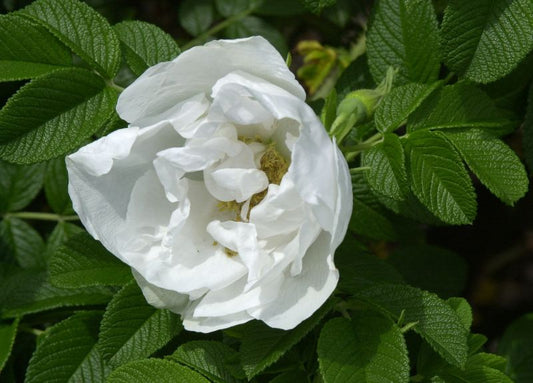 Rosa rugosa 'Schnee-Eule' ® BDR - Bodendeckende Rose 'Schnee-Eule' ®