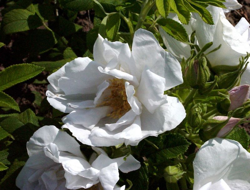 Rosa 'Schneeberg' BDR - Bodendeckende Rose 'Schneeberg'