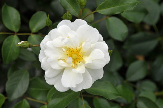 Rosa 'Schneekönigin' ® BDR - Bodendeckende Rose 'Schneekönigin' ® ADR-Rose