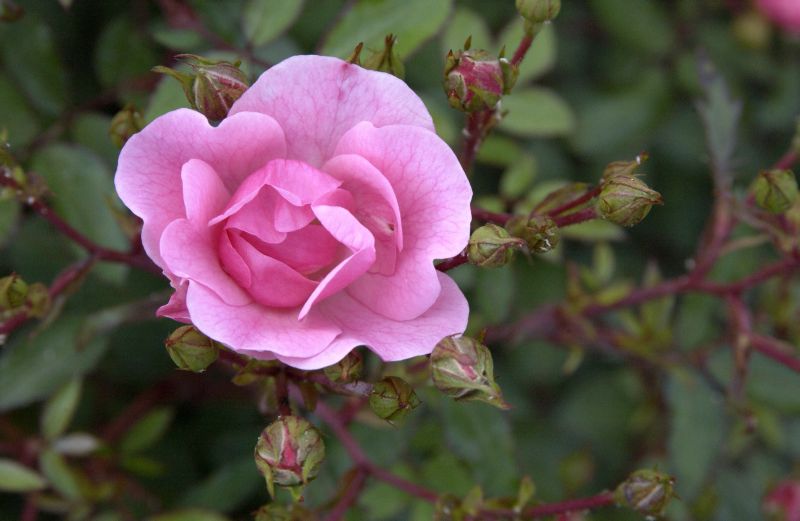 Rosa 'Schöne Dortmunderin' ® BDR - Bodendeckende Rose 'Schöne Dortmdr.' ®ADR-Rose