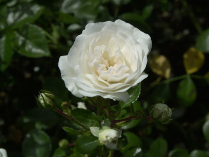 Rosa 'Sea Foam' BDR - Bodendeckende Rose 'Sea Foam'