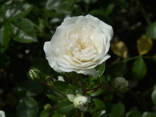 Rosa 'Sea Foam' BDR - Bodendeckende Rose 'Sea Foam'