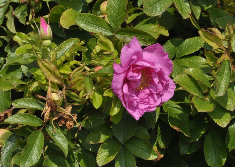 Rosa 'Smart Roadrunner' ® BDR - Bodendeckende Rose 'Smart Roadrunner' ®