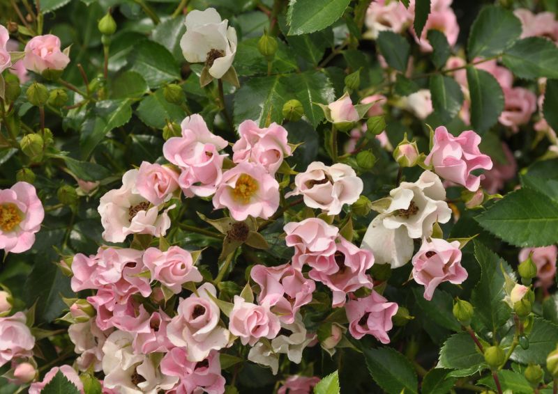 Rosa 'Soft Meidiland' ® BDR - Bodendeckende Rose 'Soft Meidiland' ® ADR-Rose
