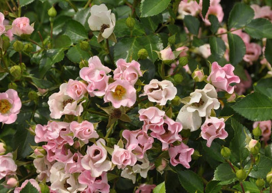 Rosa 'Soft Meidiland' ® BDR - Bodendeckende Rose 'Soft Meidiland' ® ADR-Rose