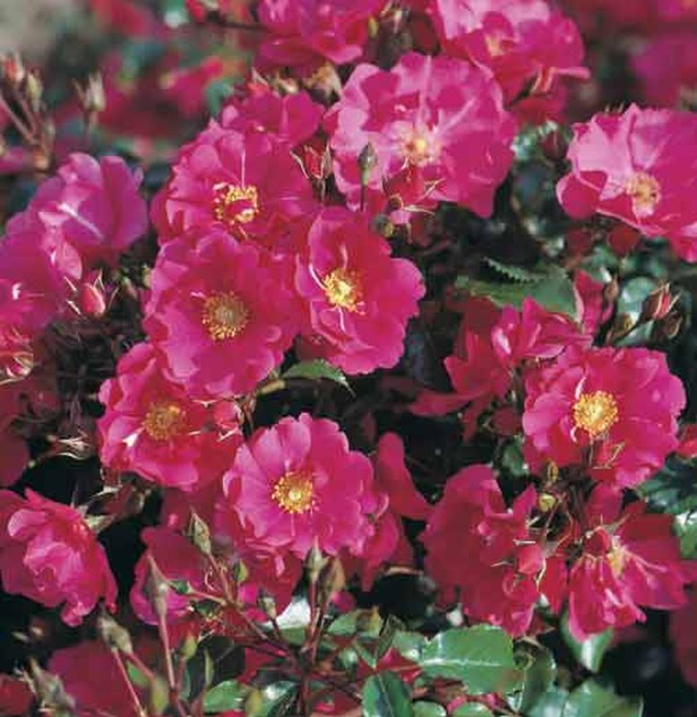 Rosa 'Sommermärchen' ® BDR - Bodendeckende Rose 'Sommermärchen' ®