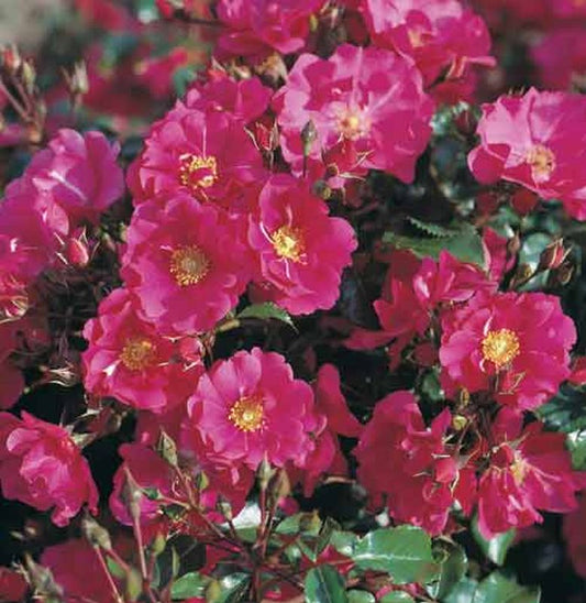 Rosa 'Sommermärchen' ® BDR - Bodendeckende Rose 'Sommermärchen' ®