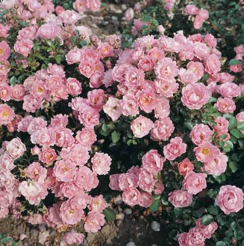 Rosa 'Sommerwind' ® BDR - Bodendeckende Rose 'Sommerwind' ® ADR-Rose