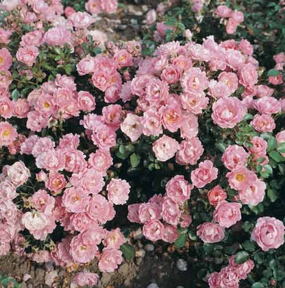 Rosa 'Sommerwind' ® BDR - Bodendeckende Rose 'Sommerwind' ® ADR-Rose