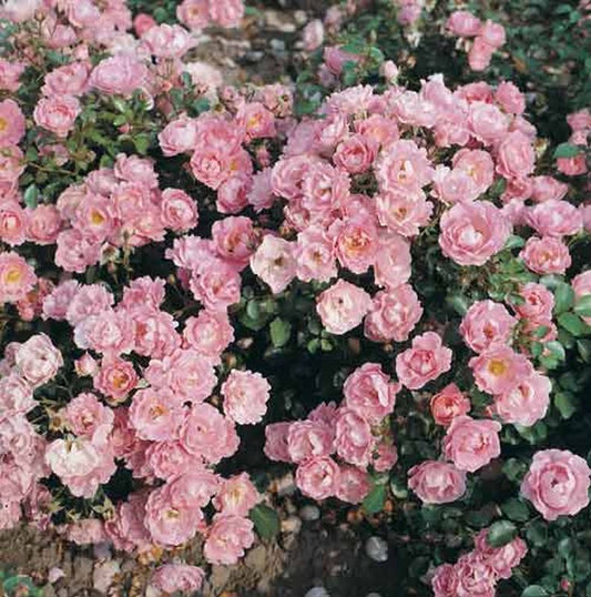 Rosa 'Sommerwind' ® BDR - Bodendeckende Rose 'Sommerwind' ® ADR-Rose