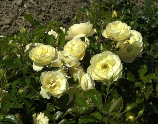 Rosa 'Sonnenschirm' ® BDR - Bodendeckende Rose 'Sonnenschirm' ®