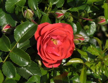 Rosa 'Sorrento' ® BDR - Bodendeckende Rose 'Sorrento' ® ADR-Rose