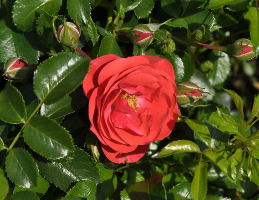 Rosa 'Sorrento' ® BDR - Bodendeckende Rose 'Sorrento' ® ADR-Rose