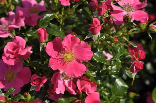Rosa 'Stadt Rom' ® BDR - Bodendeckende Rose 'Stadt Rom' ® ADR-Rose
