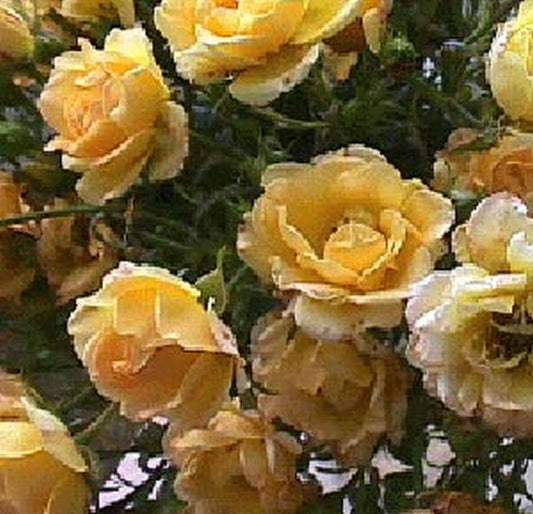 Rosa 'Yellow Fairy' ® BDR - Bodendeckende Rose 'Yellow Fairy' ®